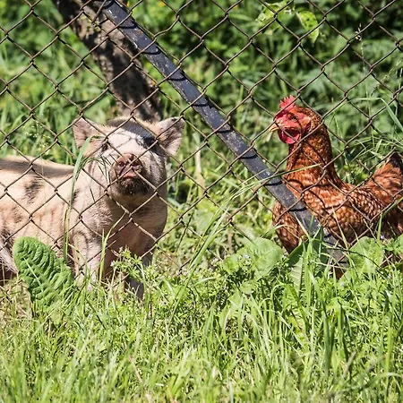 Na Dobro-druznem Statku شقة Beharovice
